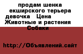 продам шенка екширского терьера девочка › Цена ­ 6 000 -  Животные и растения » Собаки   